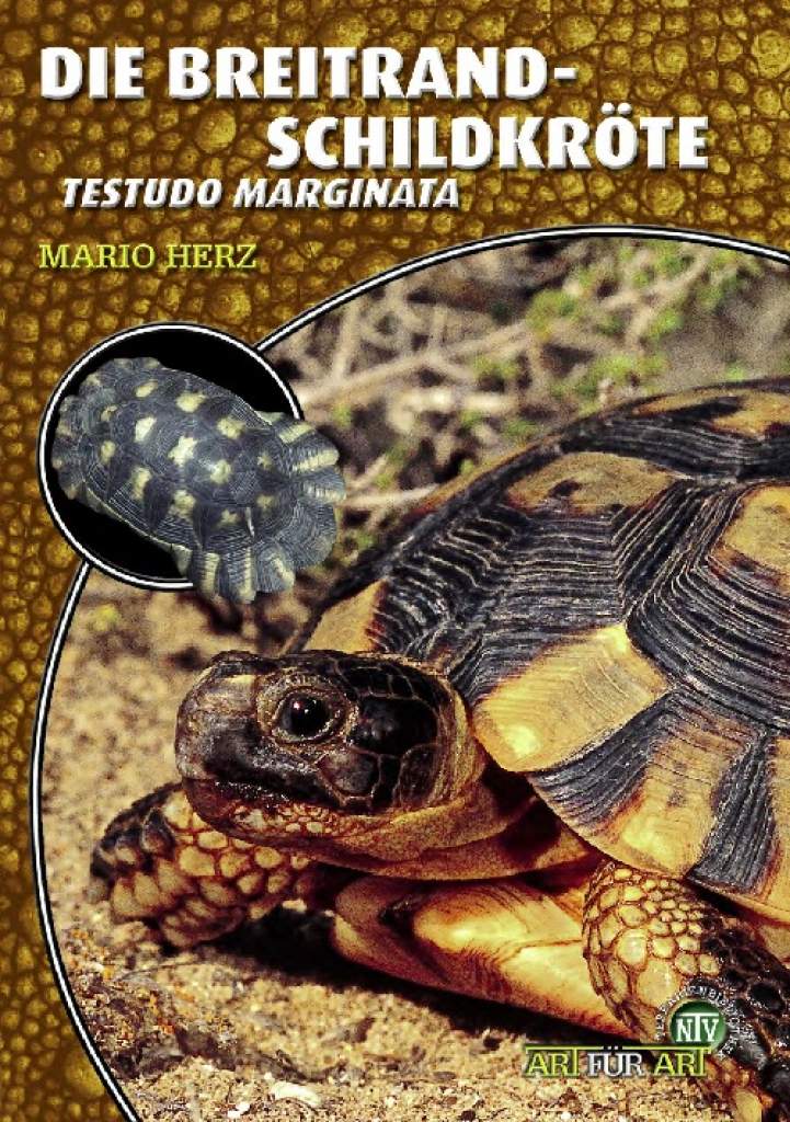 Die Breitrandschildkröte